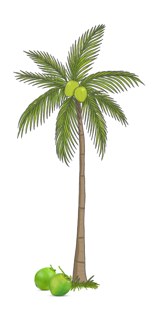 Coconut Tree
